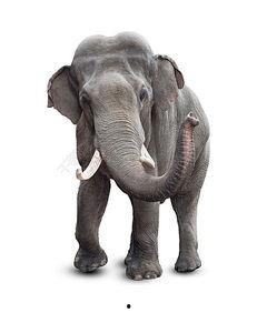 娱乐吃瓜酱大象鼻子,揭秘娱乐圈的神秘面纱